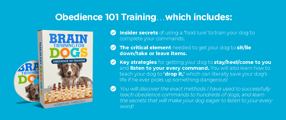 Brain Training For Dogs